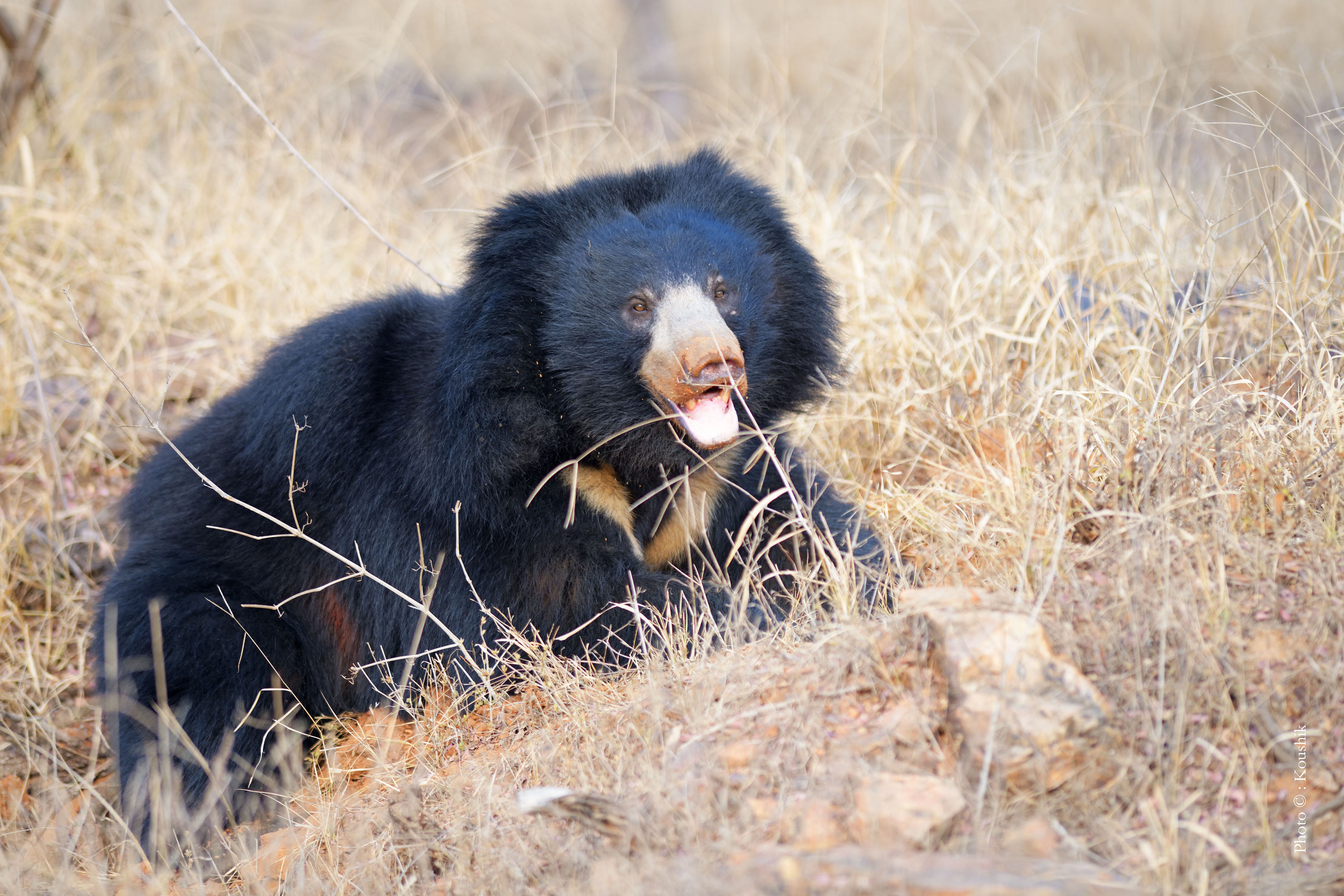 Sloth Bear in Ranthambore